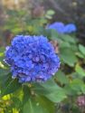 blue hydrangea in full bloom